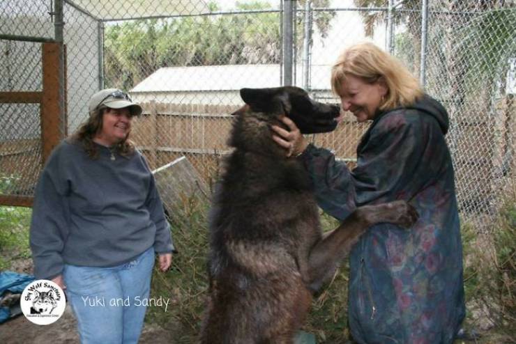 This Wolfdog Was Meant To Die At The Kill Shelter, But Got Saved