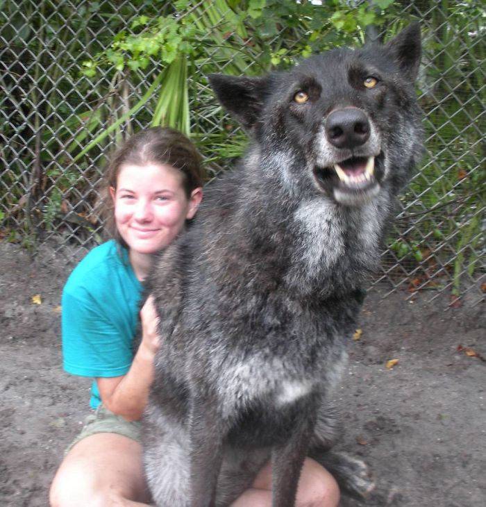 This Wolfdog Was Meant To Die At The Kill Shelter, But Got Saved