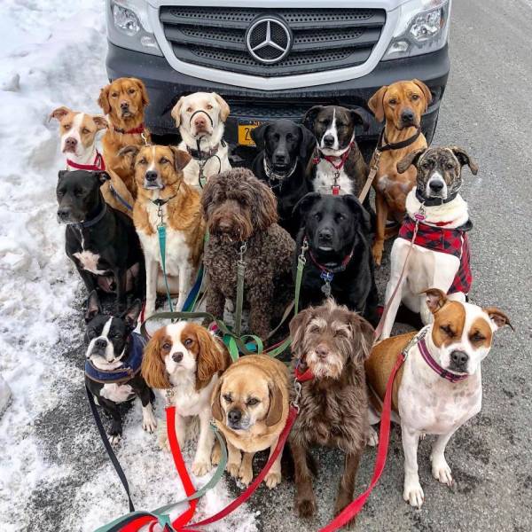 There Is A Real Dog Gang In New York