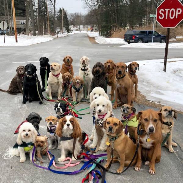 There Is A Real Dog Gang In New York