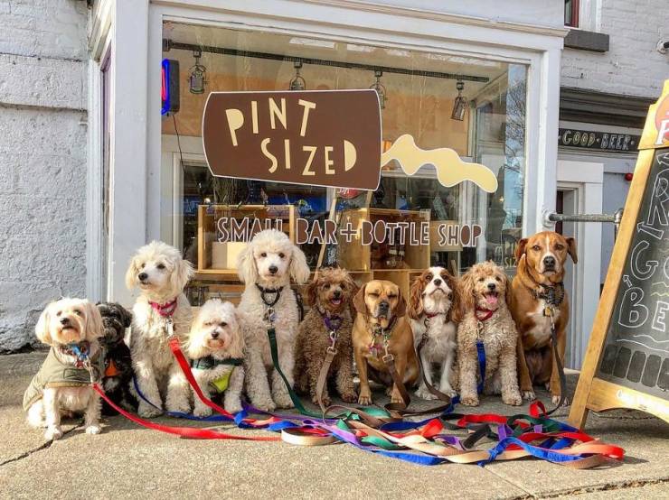 There Is A Real Dog Gang In New York