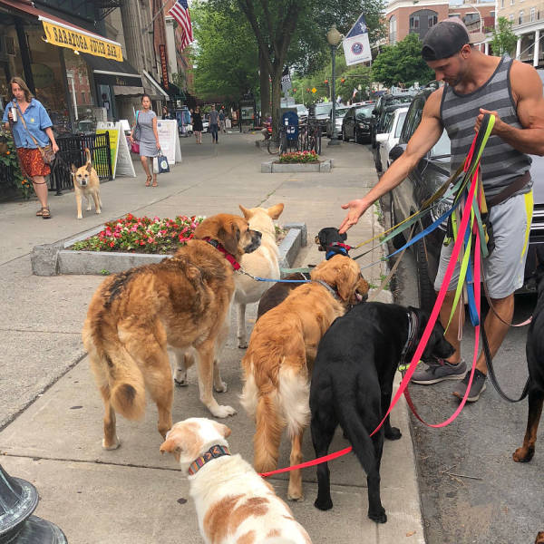 There Is A Real Dog Gang In New York