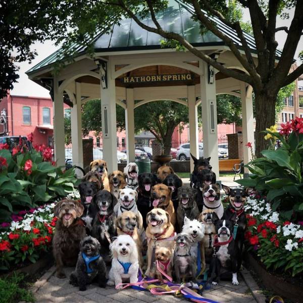 There Is A Real Dog Gang In New York