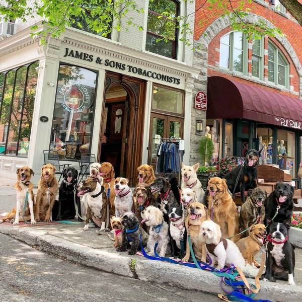 There Is A Real Dog Gang In New York There Is A Real Dog Gang In New York