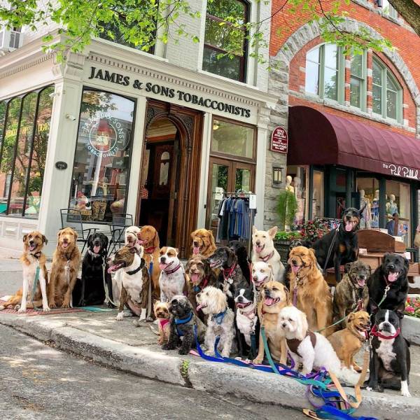 There Is A Real Dog Gang In New York