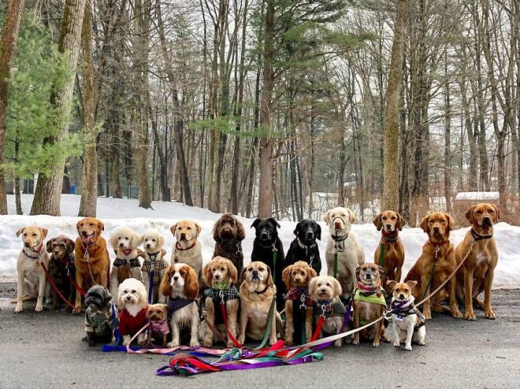 There Is A Real Dog Gang In New York