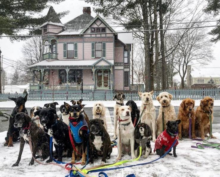 There Is A Real Dog Gang In New York