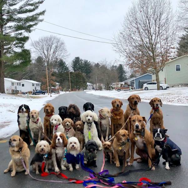 There Is A Real Dog Gang In New York