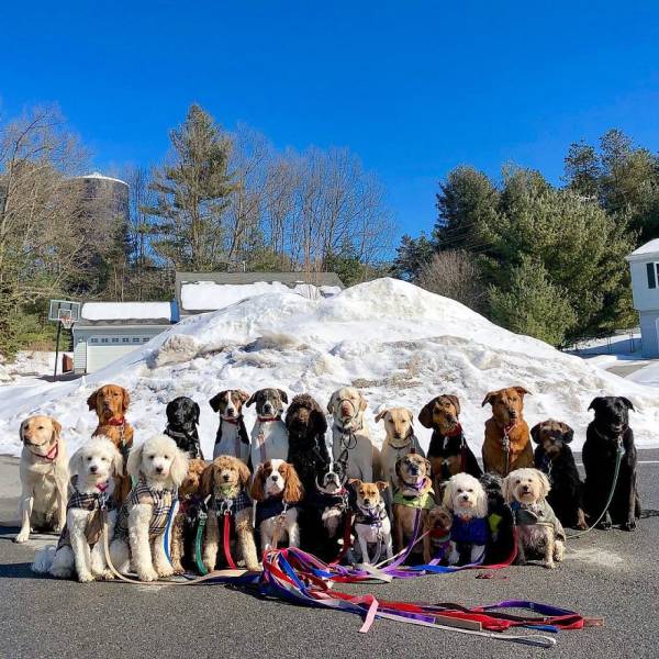 There Is A Real Dog Gang In New York