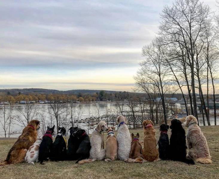 There Is A Real Dog Gang In New York