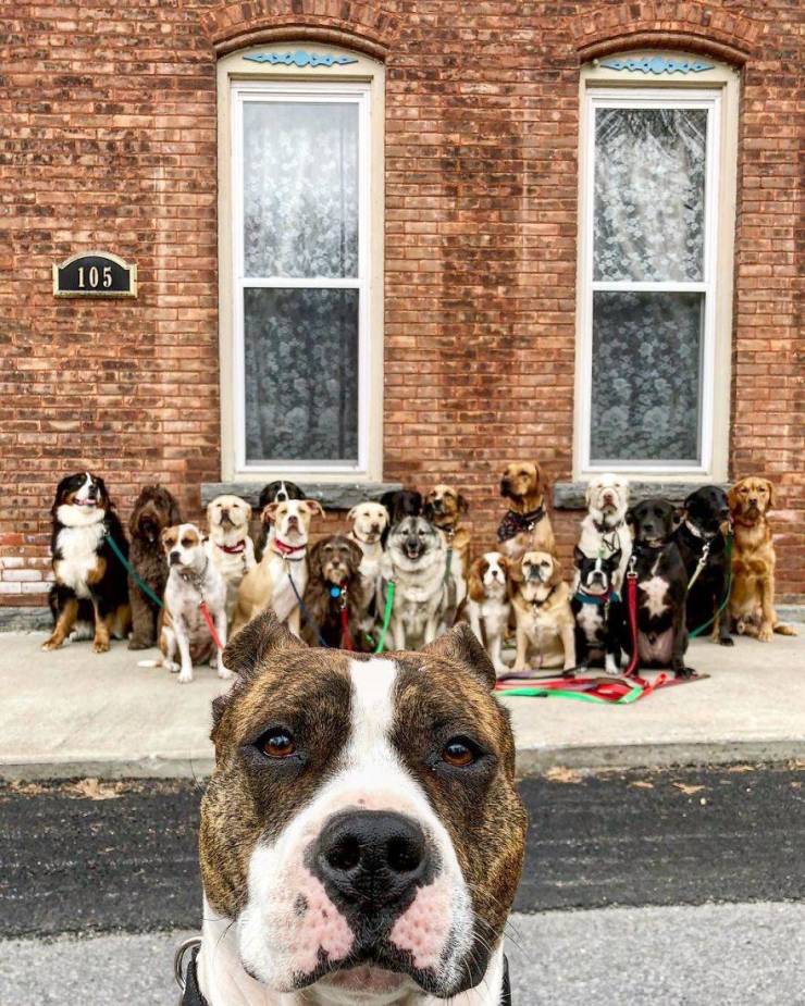 There Is A Real Dog Gang In New York