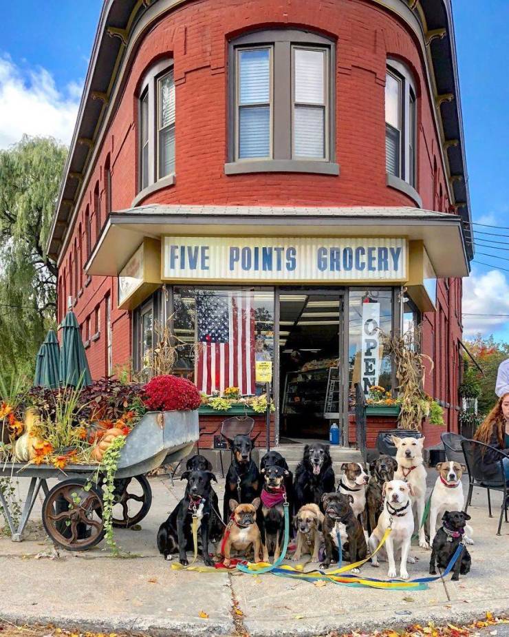 There Is A Real Dog Gang In New York