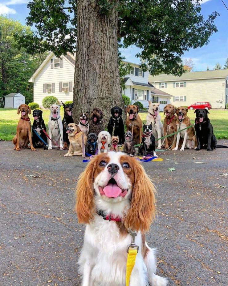 There Is A Real Dog Gang In New York