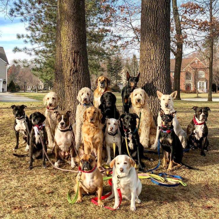 There Is A Real Dog Gang In New York There Is A Real Dog Gang In New York