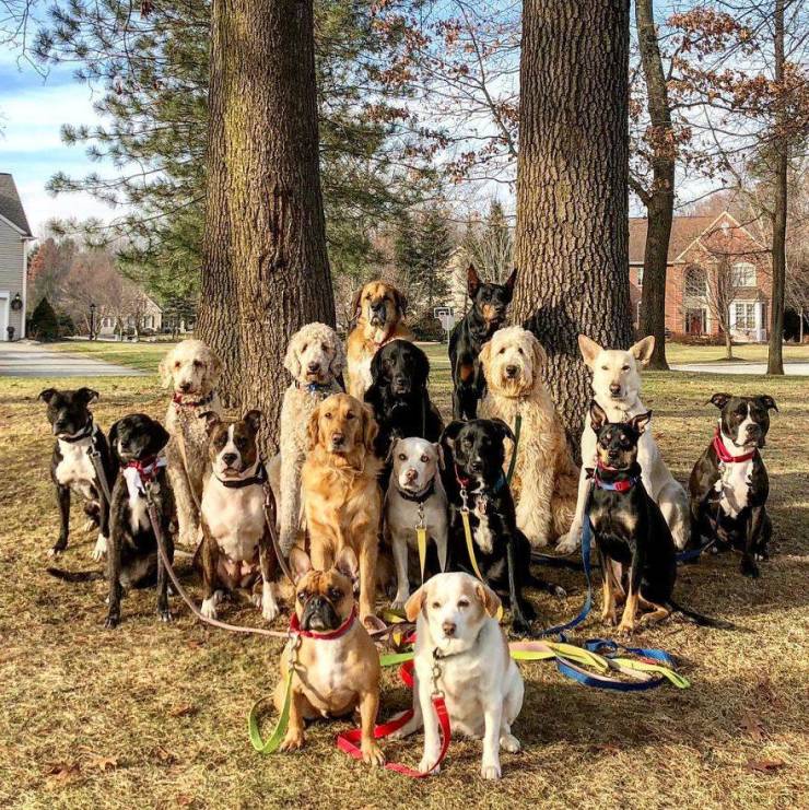 There Is A Real Dog Gang In New York