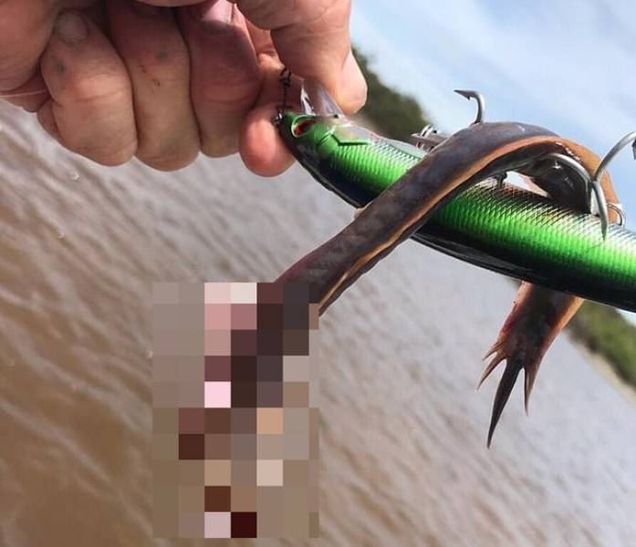 This Abomination Was Caught In Australia