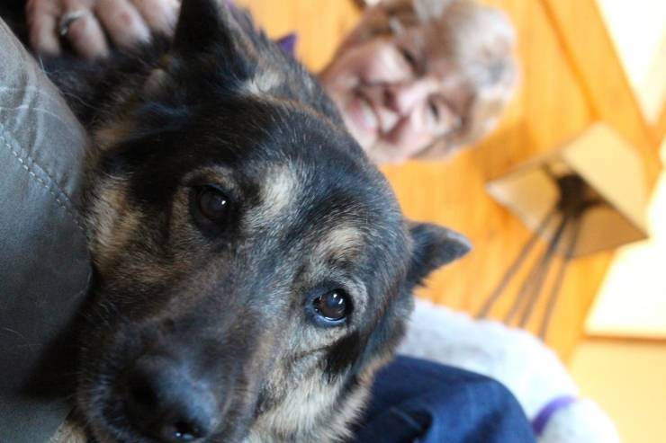 Last Day Of Life Of A 15-Year-Old German Shepherd