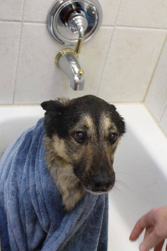 Last Day Of Life Of A 15-Year-Old German Shepherd