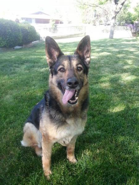 Last Day Of Life Of A 15-Year-Old German Shepherd