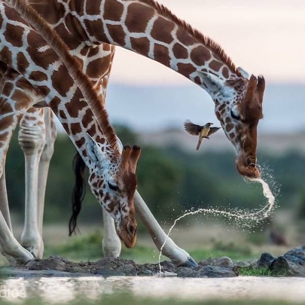 The Best Photos From National Geographic Instagram Photography Contest