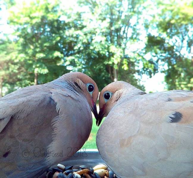 Photographer Finds A Way To Get Very Close Photos Of Birds