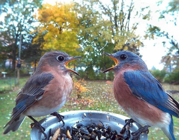 Photographer Finds A Way To Get Very Close Photos Of Birds
