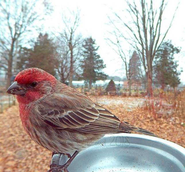 Photographer Finds A Way To Get Very Close Photos Of Birds