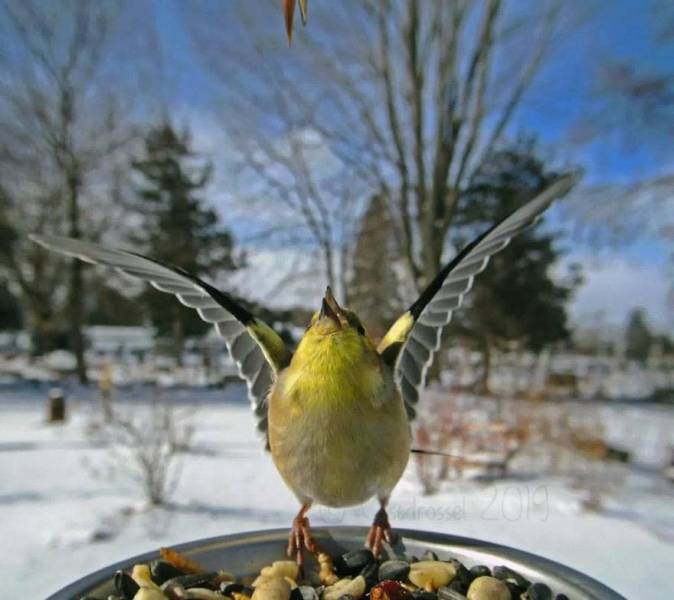 Photographer Finds A Way To Get Very Close Photos Of Birds