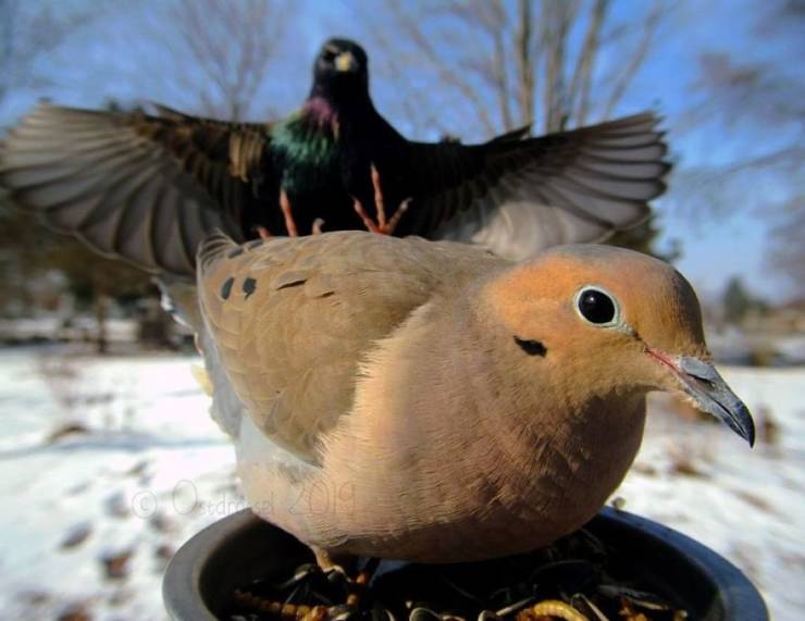 Photographer Finds A Way To Get Very Close Photos Of Birds