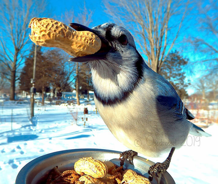 Photographer Finds A Way To Get Very Close Photos Of Birds