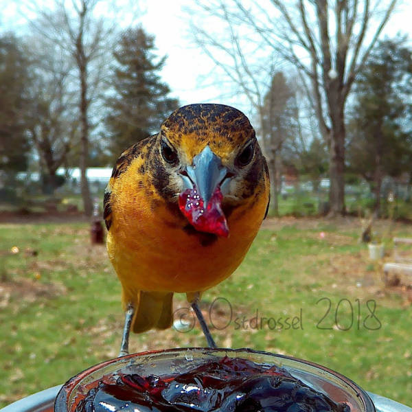 Photographer Finds A Way To Get Very Close Photos Of Birds