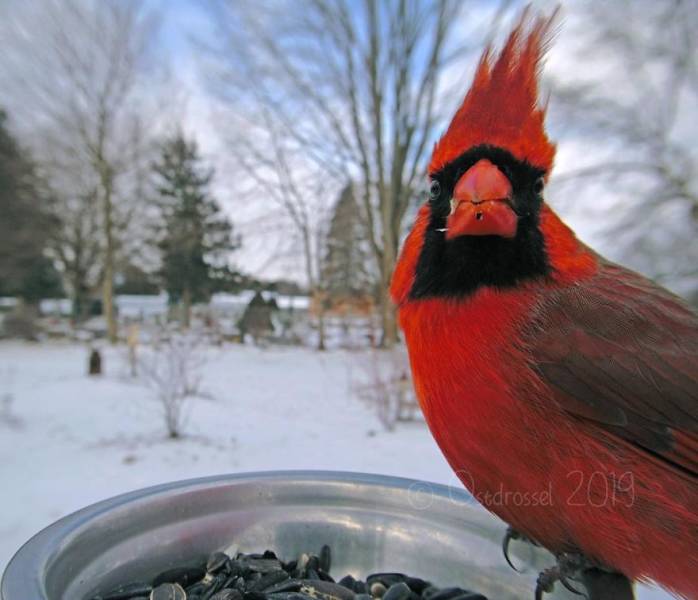 Photographer Finds A Way To Get Very Close Photos Of Birds