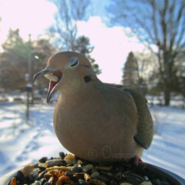 Photographer Finds A Way To Get Very Close Photos Of Birds