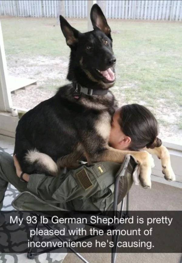 Incredibly Loyal Service Dog Memes