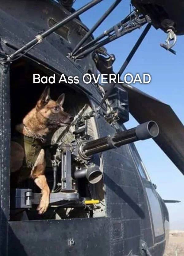 Incredibly Loyal Service Dog Memes