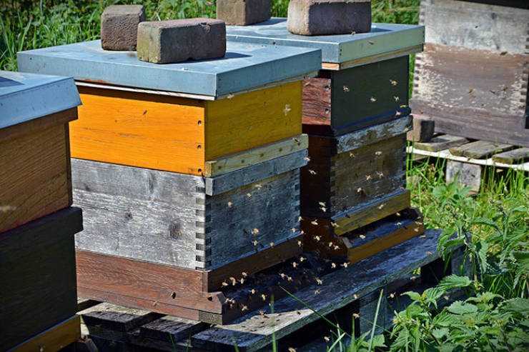 Why It Is Important To Save Bees And How To Do It