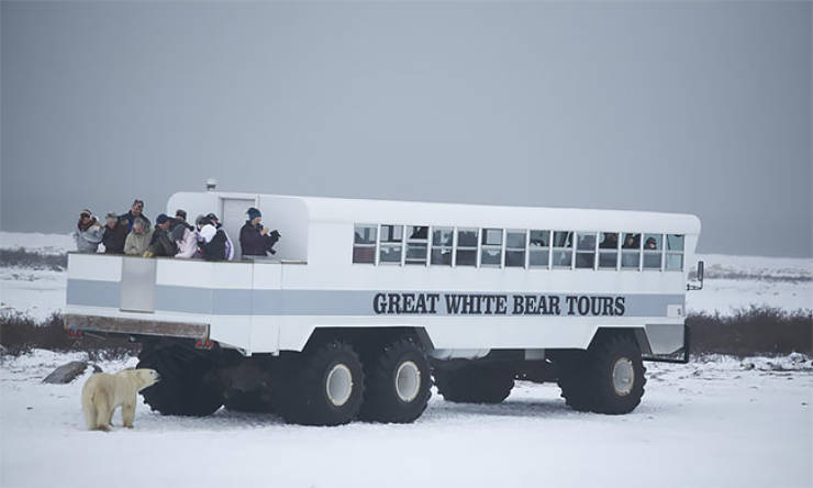 A Mobile Hotel Among Polar Bears
