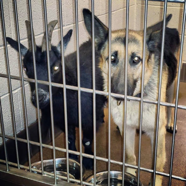 These Animals Are Definitely Having A Good Time At The Shelter