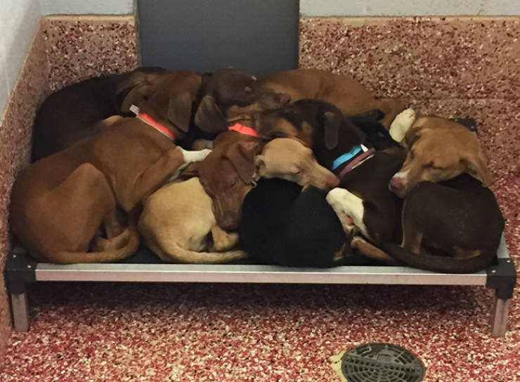 These Animals Are Definitely Having A Good Time At The Shelter