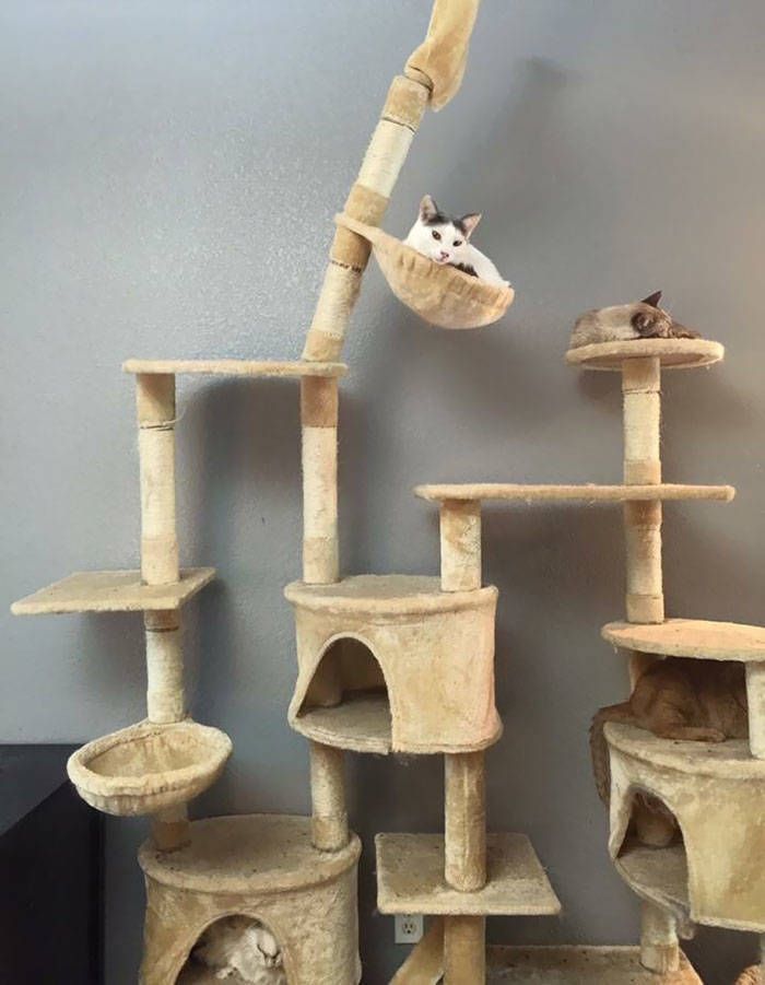 These Animals Are Definitely Having A Good Time At The Shelter