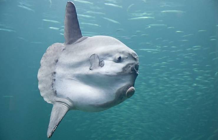 Giant Sunfish Is Found Washed Up On A Deserted Beach (4 pics ...