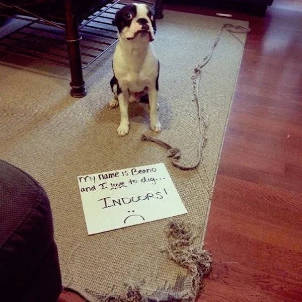 Pets Working Their Way Into The ‘Hall of Shame’