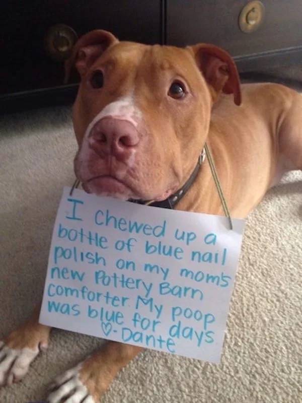 Pets Working Their Way Into The ‘Hall of Shame’