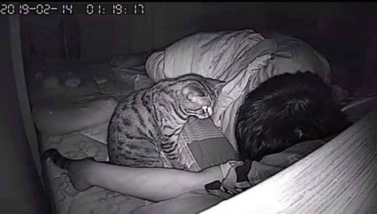 Cats And Their Evil Night Schemes