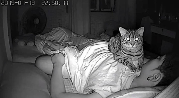 Cats And Their Evil Night Schemes