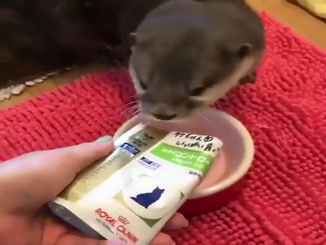 Eating Otter Is The Pinnacle Of Cuteness