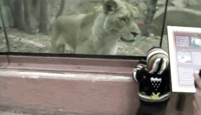 Zoo Glass Saves So Many Lives…