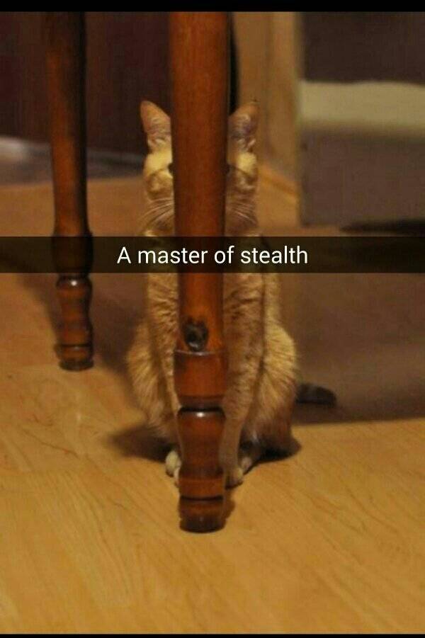 Stealth Mode Activated