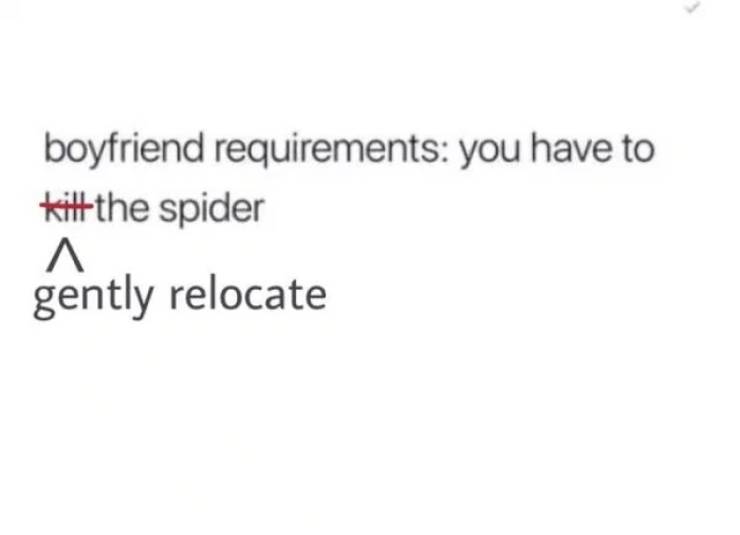 Can Spiders Really Be Bros?