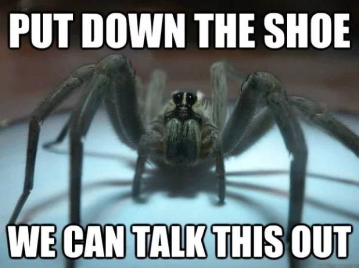 Can Spiders Really Be Bros?